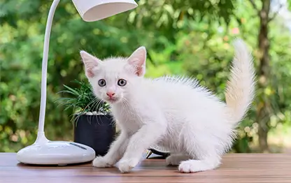 Кошка дрожит и трясется – почему и что делать?