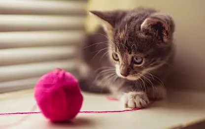 Котенок не пьет воду, что делать?