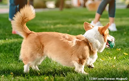 Собака лижет лапы — почему и что с этим делать?