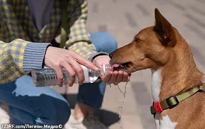 Сколько нужно воды собаке?