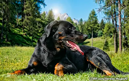 Дисплазия суставов у собак