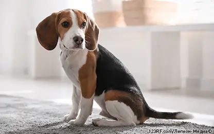 Почему собака трясет головой или ушами и что делать?