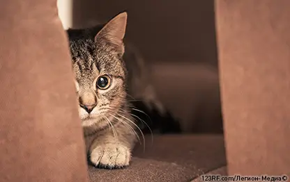 Почему кошка прячется?