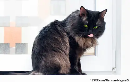 Можно ли кошкам корм для собак?