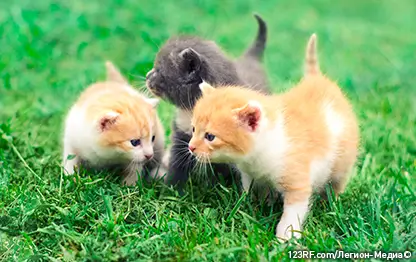 Когда котята начинают ходить?