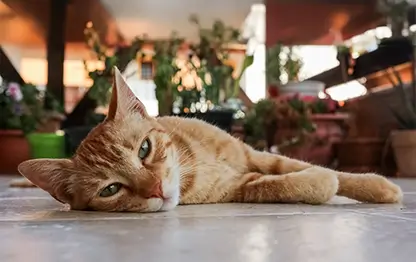 Пневмония у кошек