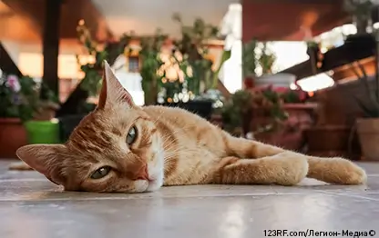 Пневмония у кошек