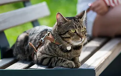 Потеют ли кошки?