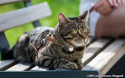 Потеют ли кошки?