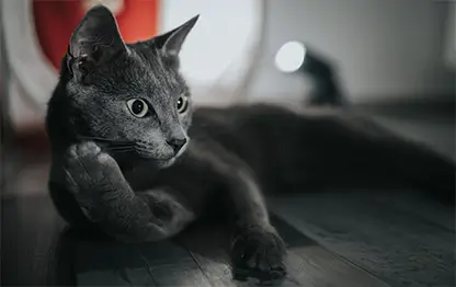 Зеленый кал у кошки — причины и лечение