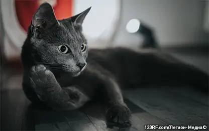 Зеленый кал у кошки — причины и лечение