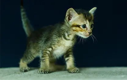 Котенок дрожит