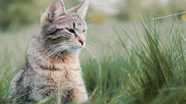 кожная аллергия у кота