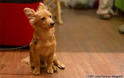 Как выбрать ошейник для щенка