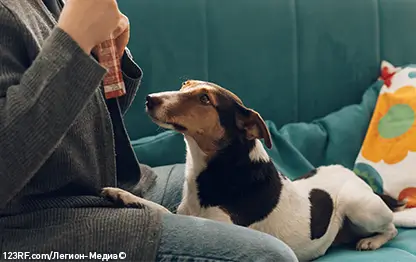 Собаку укачивает в машине