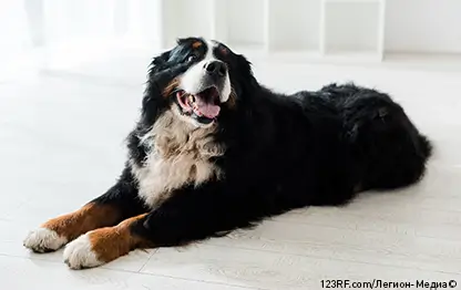 Колтуны у собаки