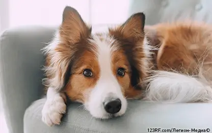 Почему собака ест землю