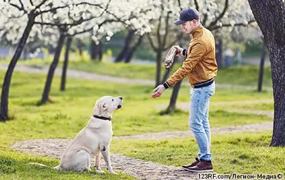 Группы крови у собак