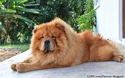 Болезни глаз у собак