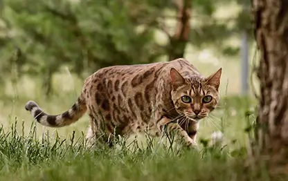 Бешенство у кошек
