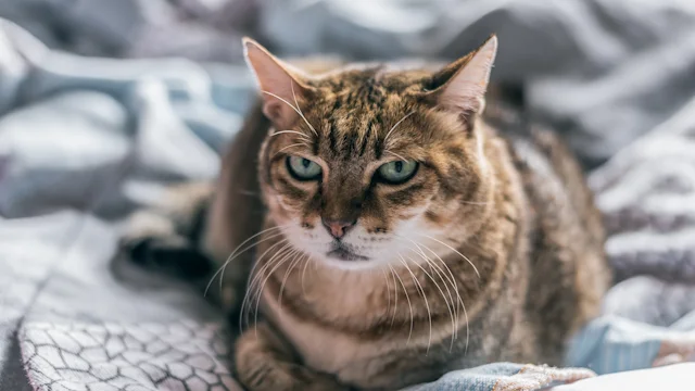 как ухаживать за пожилым котом