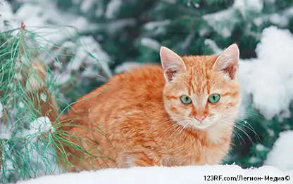 Горячие уши у кошки – почему это происходит и что значит?