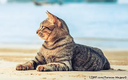 Можно ли кошкам давать сладкое?