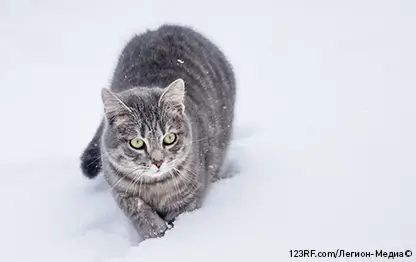 Почему кошки закапывают еду и что это значит