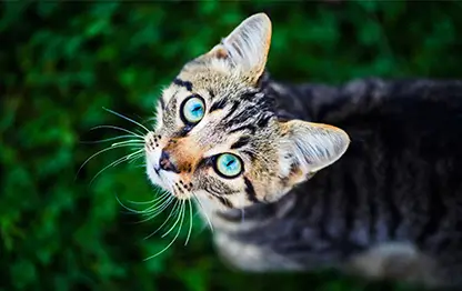 Цвет глаз у кошек