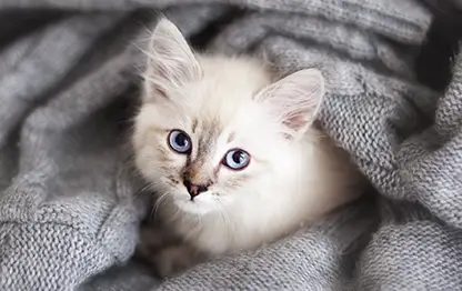 Чем кормить котенка?