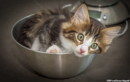 Чем кормить котенка?