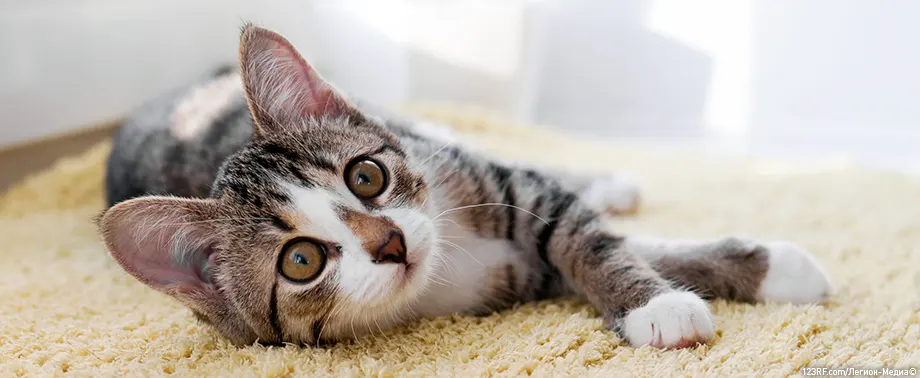 Каким влажным кормом кормить котенка?
