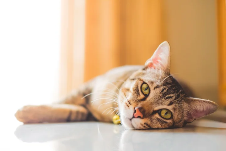 Поликистоз почек у кошек: лечение и симптомы | Royal Canin