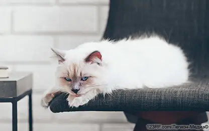 Где оставить кошку на время отпуска?
