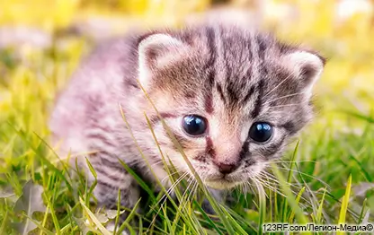Как приручить котенка