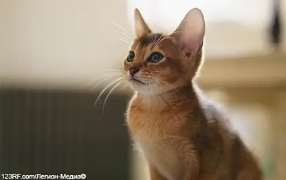 Вздутие живота у котенка