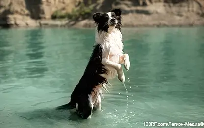 Умные породы собак