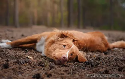 Язык тела собаки