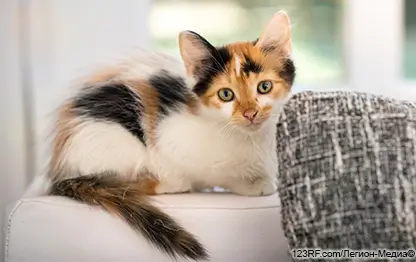 Скелет кошки