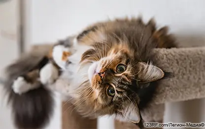 Язык тела кошки