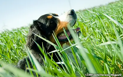 Почему собака ест траву: какие могут быть причины и опасно ли это?