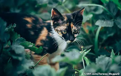 Триходектоз (власоеды) у кошки