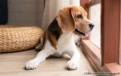 Считается ли бигль гипоаллергенной породой или нет?