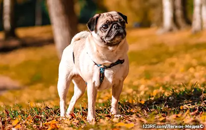 Аллергия на мопсов