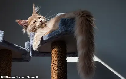 Абсцесс у кошек: симптомы и как лечить