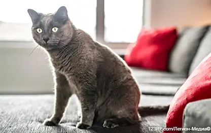 Гемобартонеллез у кошки: симптомы, диагностика и лечение