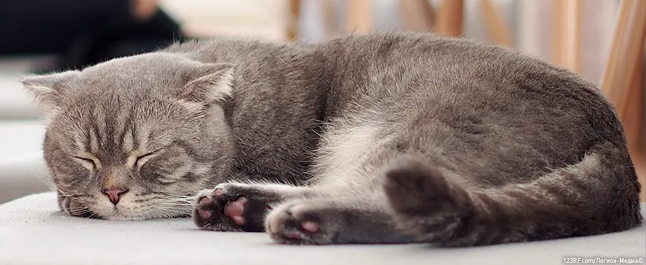 Кот много спит
