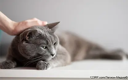 Кампилобактериоз у кошек