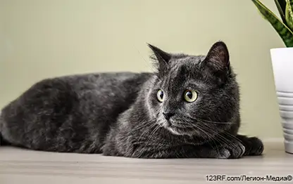 Кошка кашляет и хрипит – 7 причин кашля у питомца и что делать?