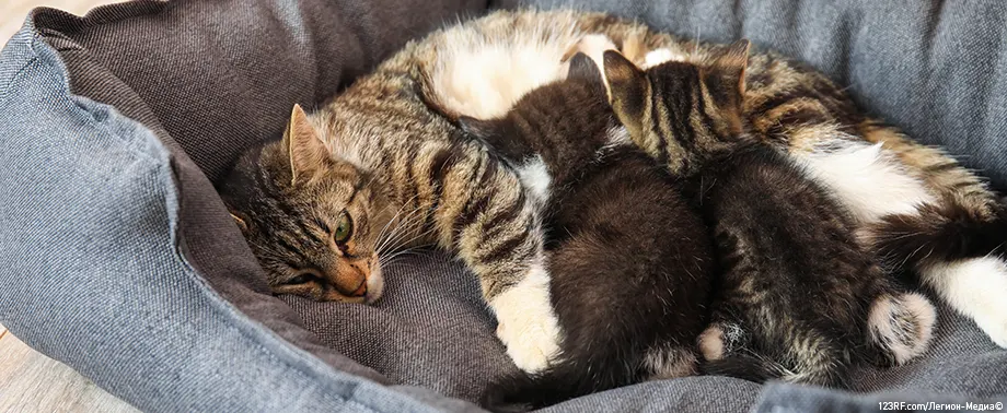 Скольких котят может родить кошка